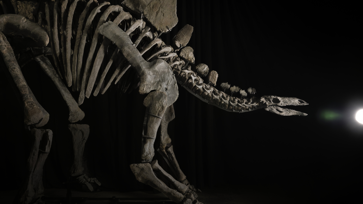 Esqueleto de Apex el estegosaurio