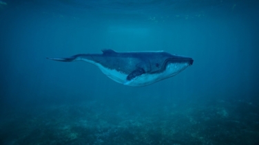Una ballena de dientes de pala aparece en Nueva Zelanda, la más rara del mundo