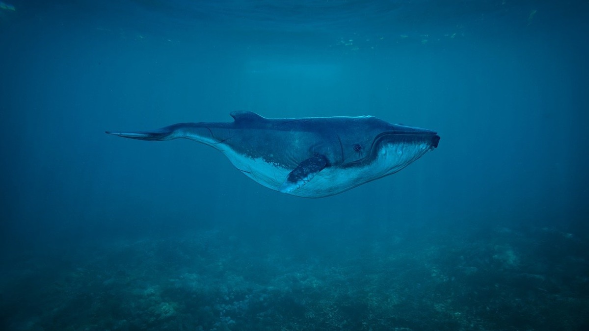 Una ballena de dientes de pala aparece en Nueva Zelanda, la más rara del mundo /Pixabay