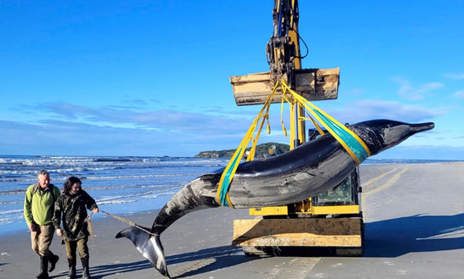 El ejemplar de la ballena encontrada en aguas de Nueva Zelanda