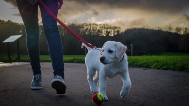 Cuánto tiempo se debería pasear a nuestro perro según su edad y raza