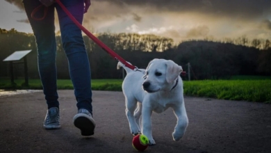 Cuánto tiempo se debería pasear a nuestro perro según su edad y raza