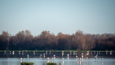 WWF alerta de que la sobreexplotación del acuífero de Doñana supera el 109%