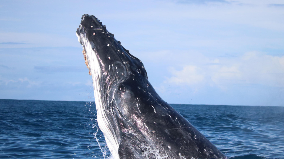 Las ballenas jorobadas fueron más felices durante el primer año de la pandemia de Covid-19
