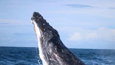 Las ballenas, beneficiadas por el confinamiento de los humanos durante el Covid-19: redujeron su estrés y fueron más felices