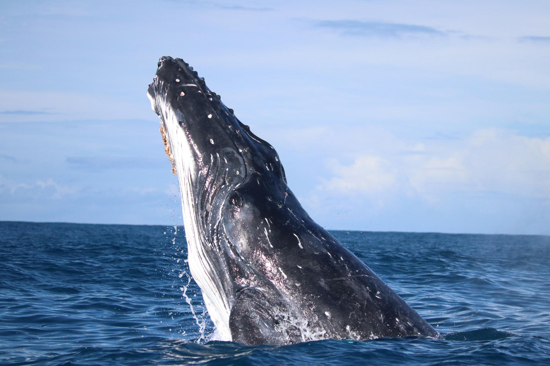 Las ballenas fueron más felices durante la Covid que los humanos