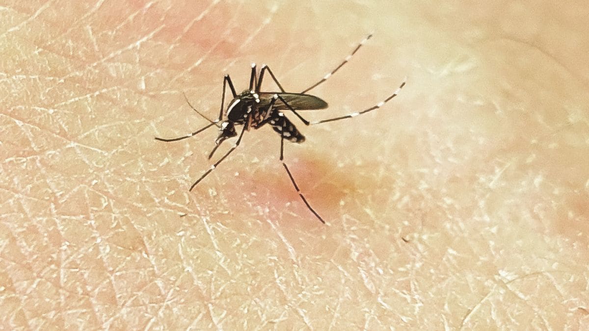 Mosquito tigre