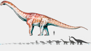 El dinosaurio más grande del mundo: pesaba como 14 elefantes y comía 150 kilos al día, pero tenía un depredador