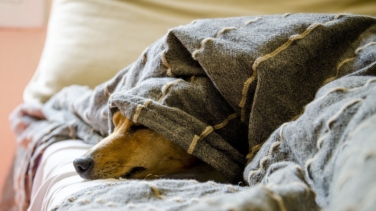 El olor del estrés humano afecta a los perros