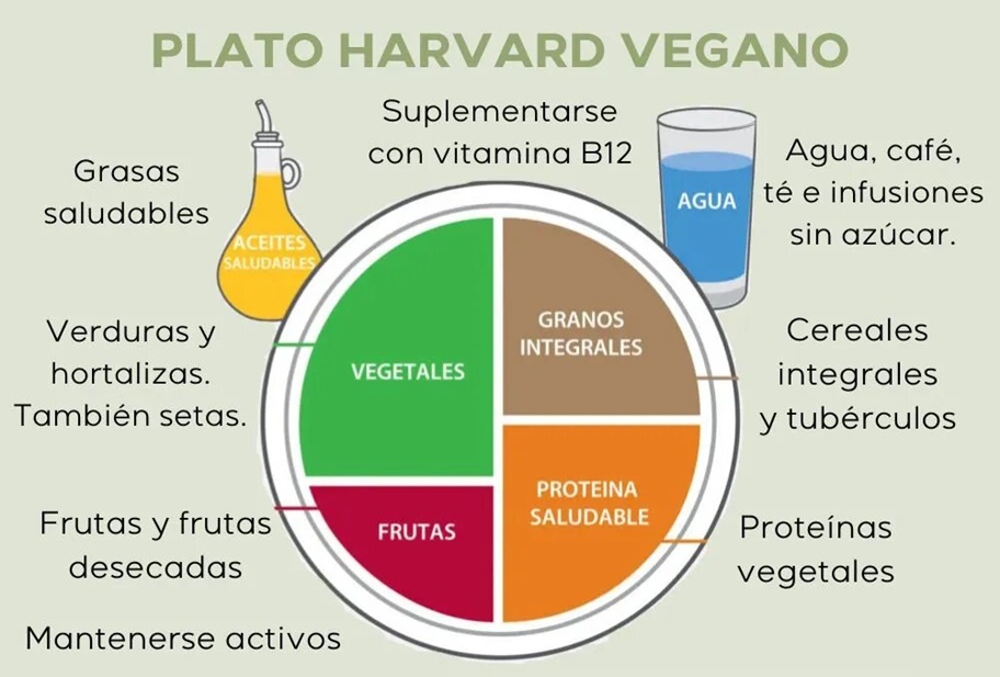 El plato saludable de Harvard se divide en varias categorías