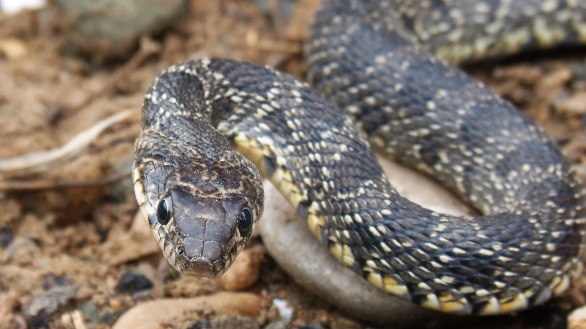 Serpiente de herradura