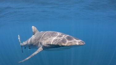 Alarmar en el ecosistema marino: encuentran tiburones con restos de cocaína