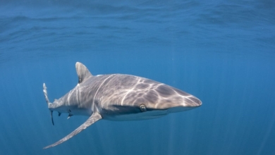 Alarmar en el ecosistema marino: encuentran tiburones con restos de cocaína