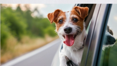 La DGT lo confirma: así debes llevar a tu mascota en el coche este verano
