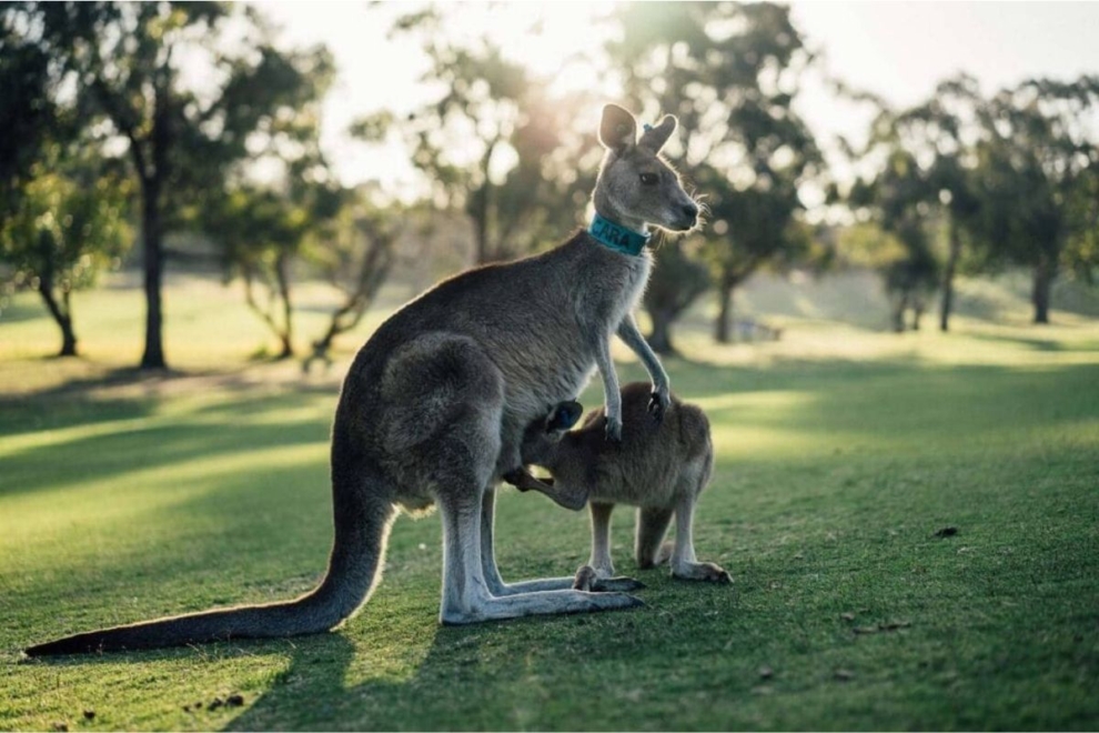 Australia y Nueva Zelanda