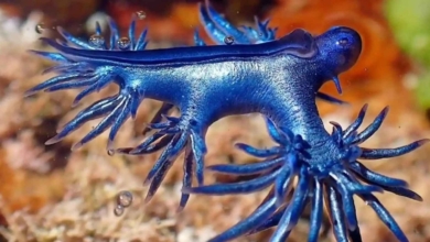 Qué es el 'Dragón azul' que se encuentra en las playas de Gran Canaria