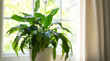 5 plantas ideales para combatir la ola de calor y refrescar la casa este verano