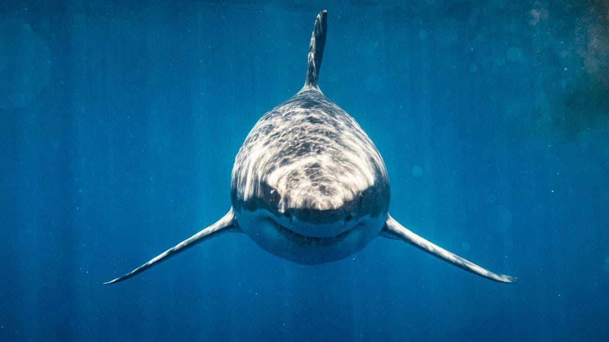 Tiburones España