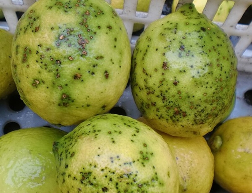 Cítrico infectado con el hongo Phyllosticta citricarpa, conocido popularmente como mancha negra