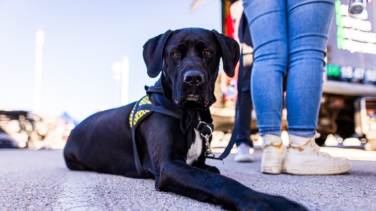 Queda prohibida desde hoy la venta en tiendas de perros, gatos y hurones