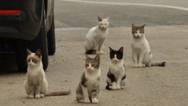 ¿Me pueden multar por dar de comer a gatos callejeros? Esto es lo que dice la ley