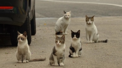 ¿Me pueden multar por dar de comer a gatos callejeros? Esto es lo que dice la ley