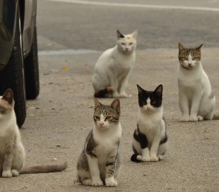 ¿Me pueden multar por dar de comer a gatos callejeros? Esto es lo que dice la ley