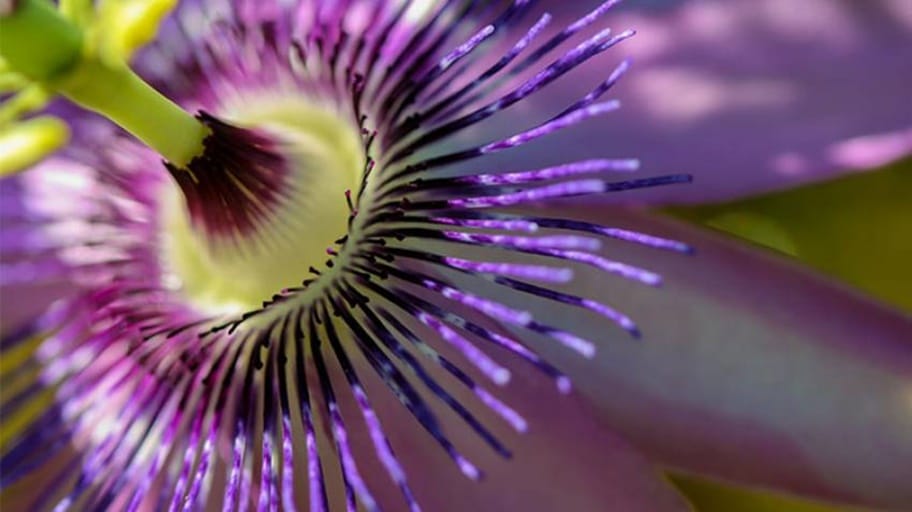 La pasiflora es una de las plantas que reducen la ansiedad /Shutterstok