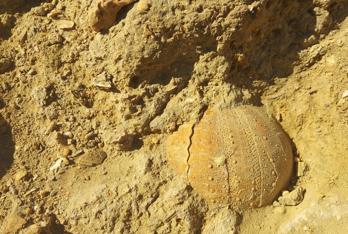 Cuando el Mediterráneo se evaporó y provocó una extinción masiva: "Fue el mayor cataclismo desde el meteorito de los dinosaurios"