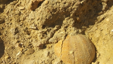 Cuando el Mediterráneo se evaporó y provocó una extinción masiva: "Fue el mayor cataclismo desde el meteorito de los dinosaurios"