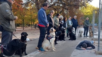 Protestas en el Retiro por el riesgo de atropello tras la muerte de un perro guía