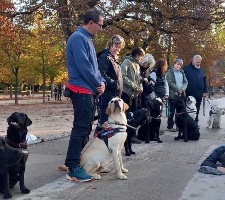 Protestas en el Retiro por el riesgo de atropello tras la muerte de un perro guía