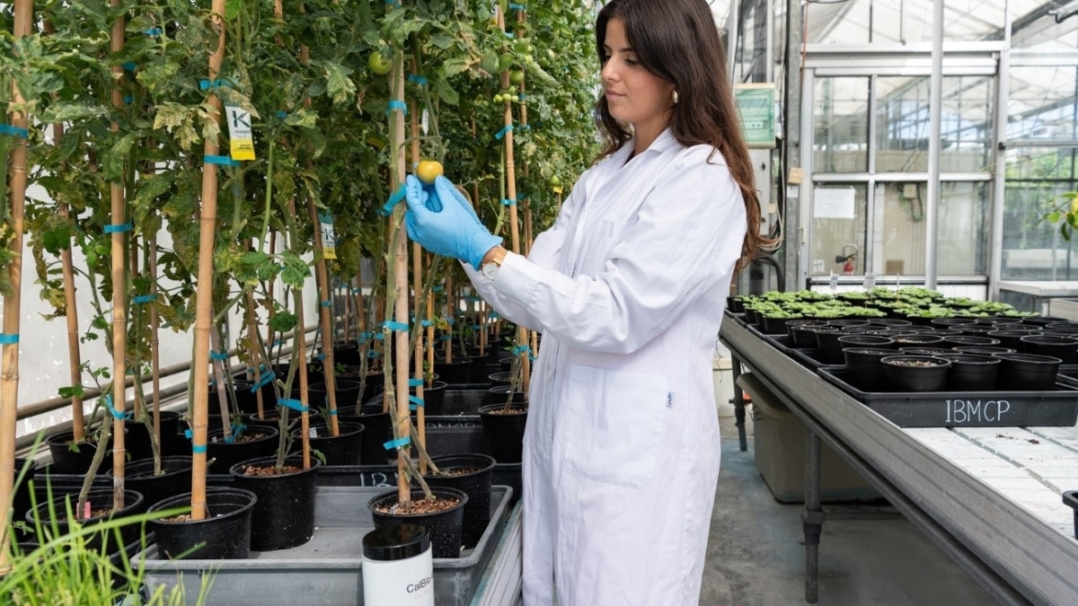 Una científica en el laboratorio del Instituto de Biología Molecular y Celular de Plantas (IBMCP)