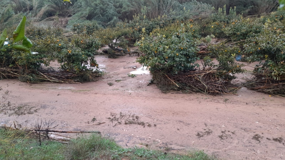 Árboles inundados por la DANA en la Comunidad Valenciana