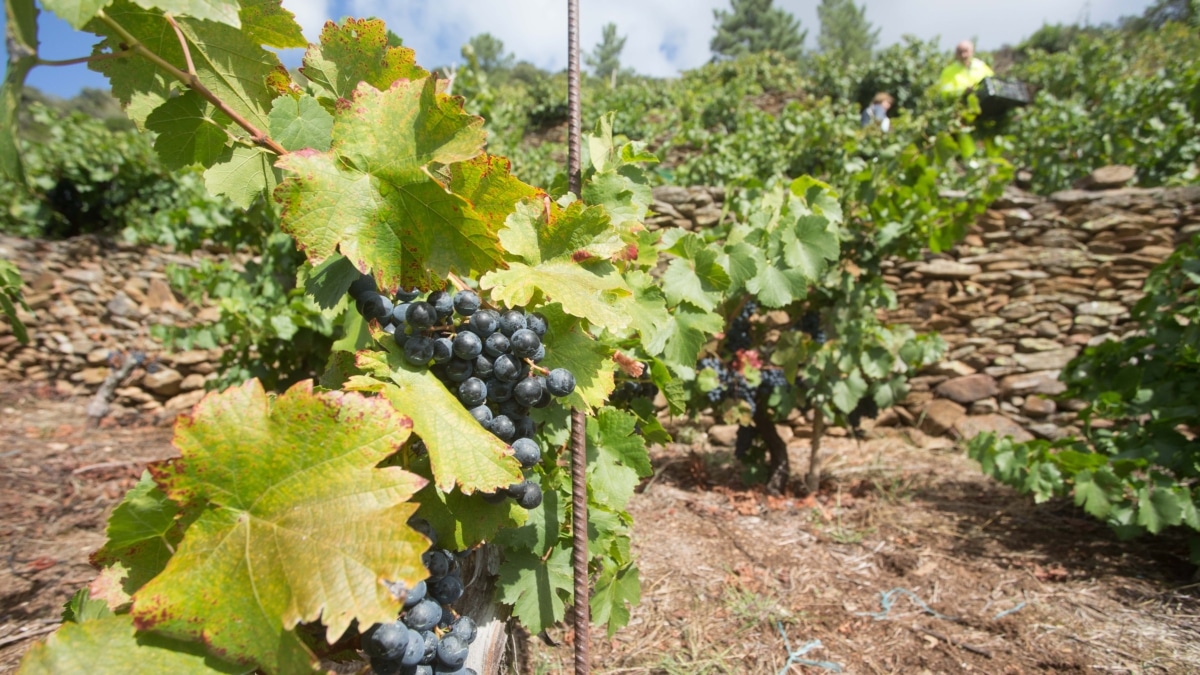 Viña de uva mencía en Galicia