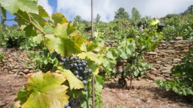 El vino ecológico crece a ritmo de récord mientras el viñedo tradicional choca con Planas