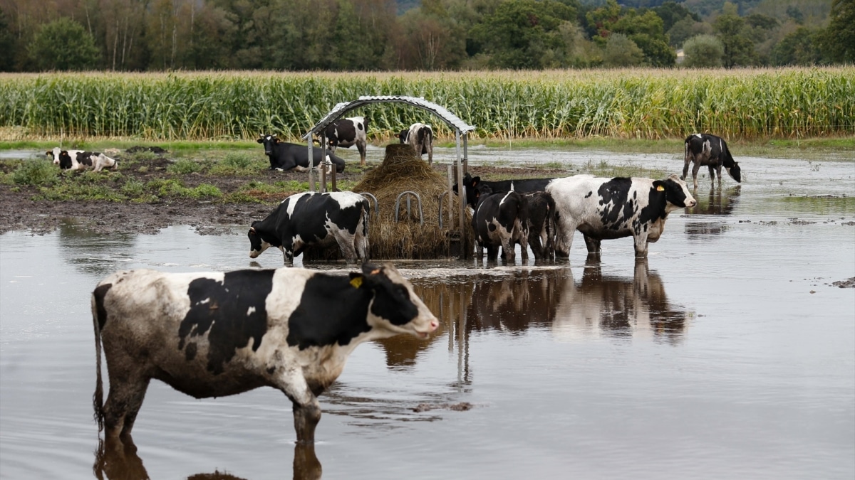 Vacas en un pasto inundado por el desbordamiento del río Anllo en Lugo, Galicia.