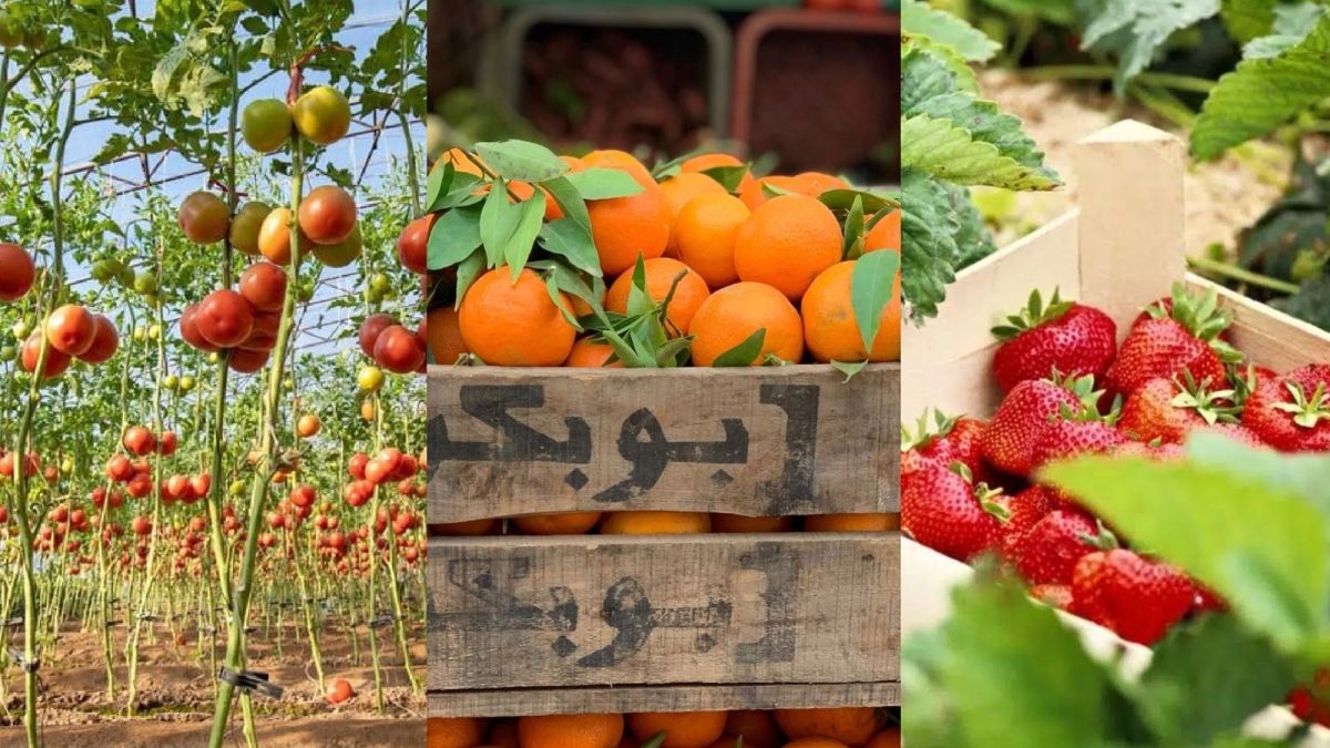 Los tomates, frutos rojos y citricos marroquíes superan los 1.5 millones de toneladas anuales en Europa