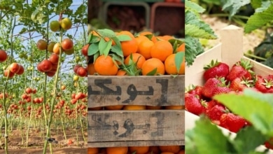 Los tomates, frutos rojos y cítricos marroquíes crecen un 5% en el mercado europeo