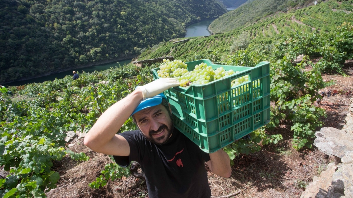 El vendimiador Jorge Bendiña recoge uva godello en la viña familiar de la Ribeira de Vilachá sobre el Río Sil.