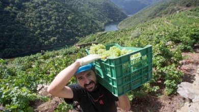 La guerra por la ansiada uva Godello enfrenta al Bierzo y Rueda