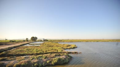 El engaño a la naturaleza que reduce el impacto de los fertilizantes en el suelo