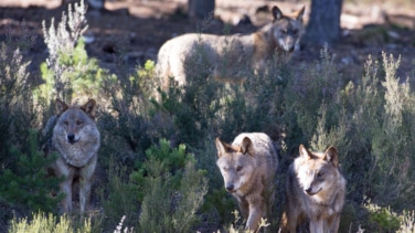 Europa y los ganaderos afilan el colmillo por el lobo contra el Gobierno y Teresa Ribera