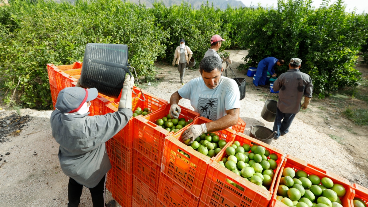 Recolección de limones en una huerta de la comarca de Huerta de Murcia