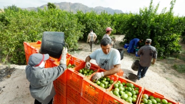 Desempleo vs falta de mano de obra: el campo necesita a los inmigrantes y pide menos burocracia