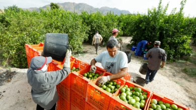 Desempleo vs falta de mano de obra: el campo necesita a los inmigrantes y pide menos burocracia