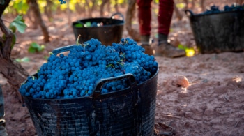 Un brindis más sostenible: cómo producir vino de forma responsable