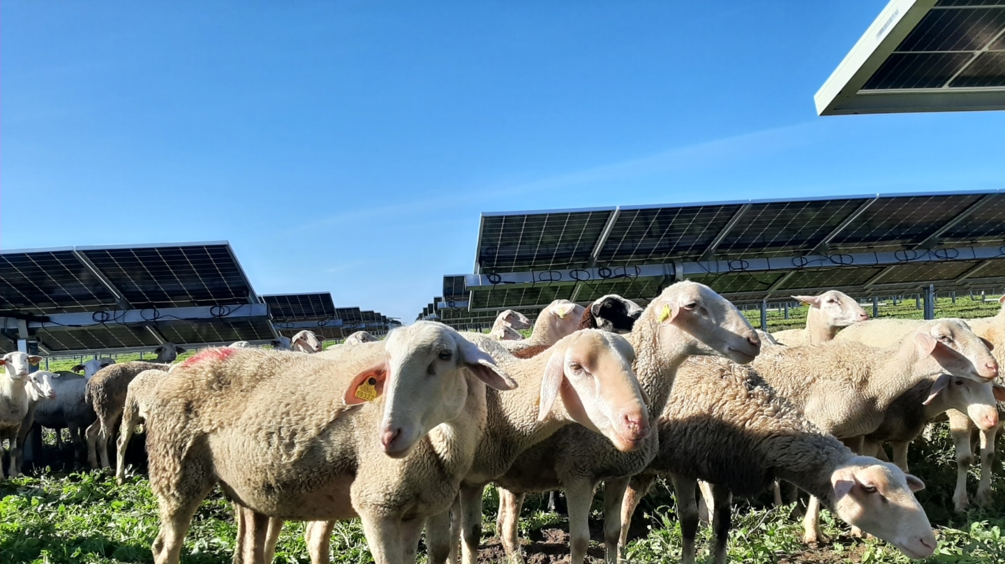 'Ovejas fotovoltaicas', así es la leche que nace del sol