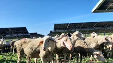 'Ovejas fotovoltaicas', así es la leche que nace del sol