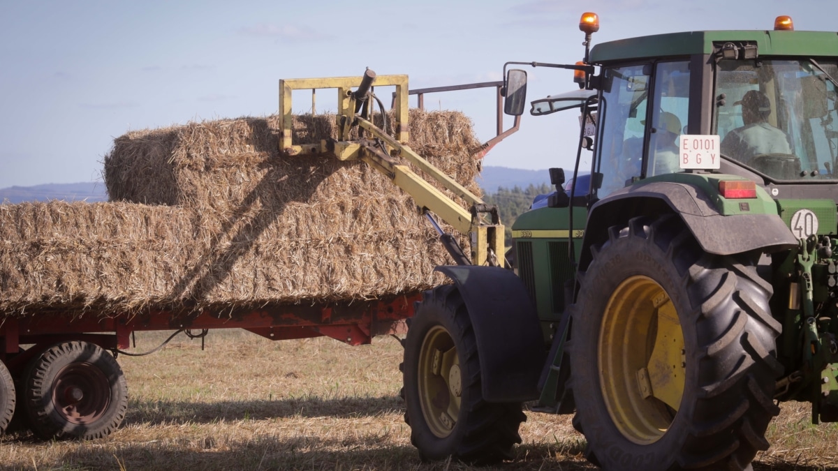 Un tractor durante la recogida de trigo en Galicia